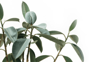 A close up of leaves on a tree