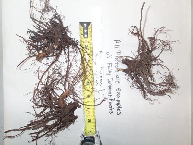 Actaea racemosa, Black Bugbane, Black Cohosh, Wholesale Native Bare Root Perennials