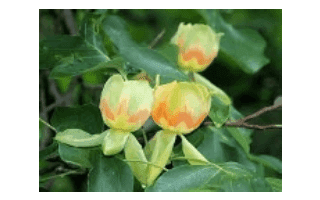 Three flowers are shown in a blurry image.