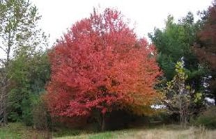 Native Red Maple Trees