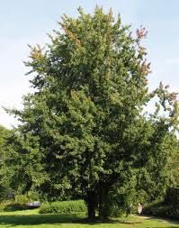 Acer saccharinum, Silver Maple