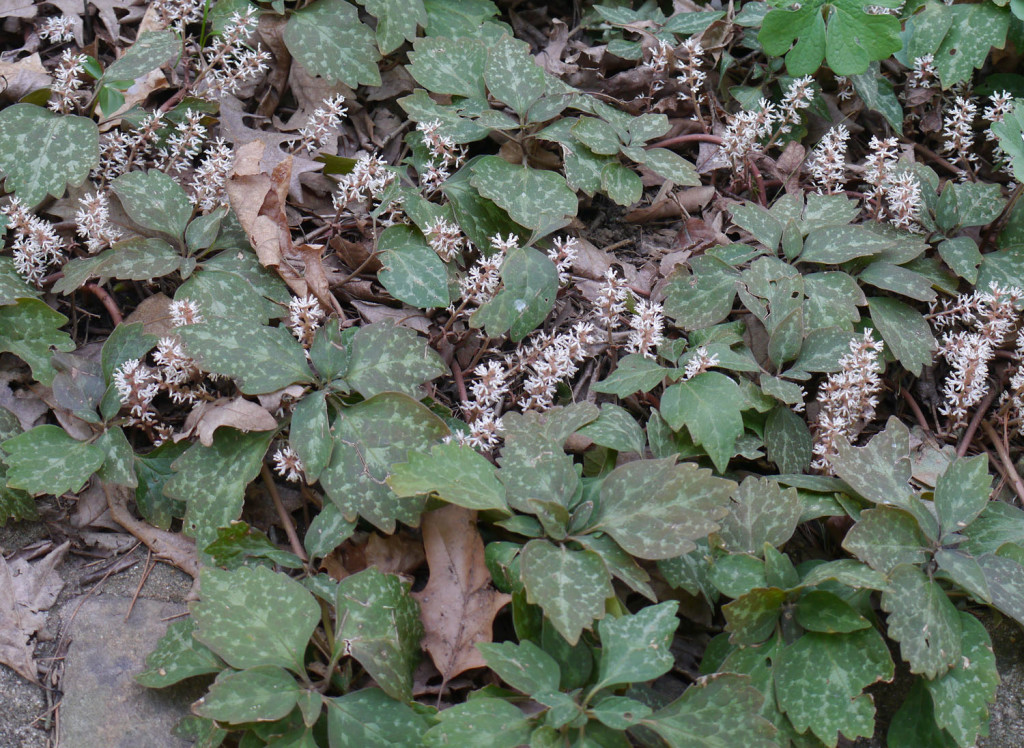 Pachysandra procumbens, Allegheny pachysandra, Wholesale Native Bare Root Perennial