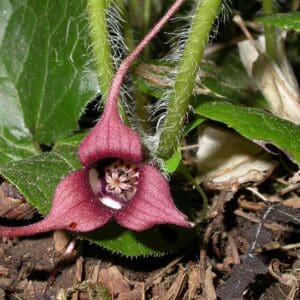 Asarum canadense, Wild Ginger, Wholesale Native Bare Root Perennial