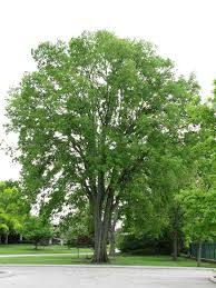 Celtis occidentalis, Hackberry Native Bare Root Tree