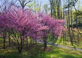 Cercis canadensis, Redbud Native Bare Root Trees