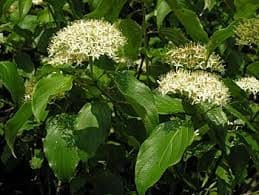 A close up of some leaves and flowers