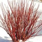 Cornus sericea- Red Osier Dogwood