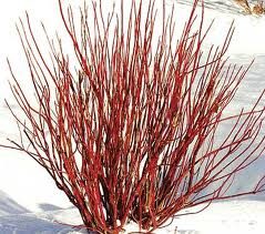 A bush with red stems in the snow.