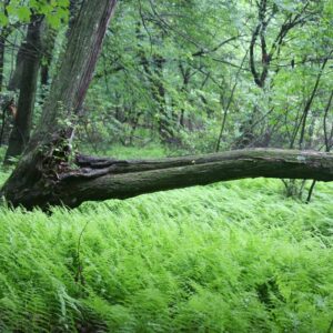 Dennstaedtia punctilobula, Hay Scented Fern, Wholesale Bare Root Native Woodland Fern