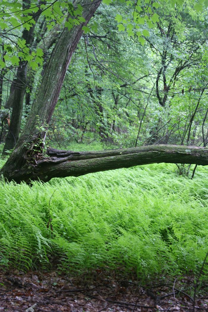 Dennstaedtia punctilobula, Hay Scented Fern, Wholesale Bare Root Native Woodland Fern