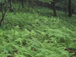 A field of green ferns in the woods.