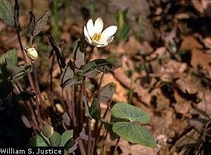 Jeffersonia diphylla, Twinleaf, Wholesale Native Bare Root Perennial