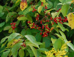 A bush with red berries and green leaves.