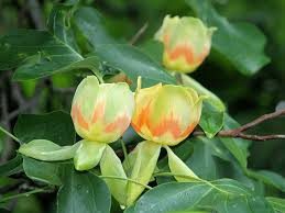Liriodendron tulipifera, Tulip Poplar Bare Root Native Trees