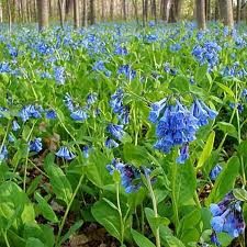 A field of blue flowers in the middle of a forest.