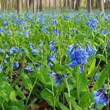 Mertensia virginica, Virginia Bluebells, Native Bare Root Perennial