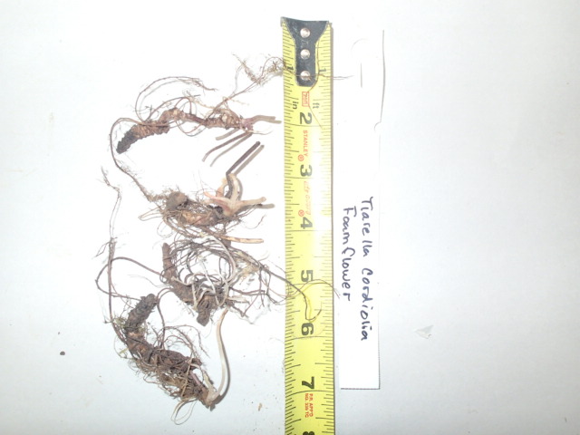 Tiarella cordifolia, Foamflower, Wholesale Native Bare Root Perennial