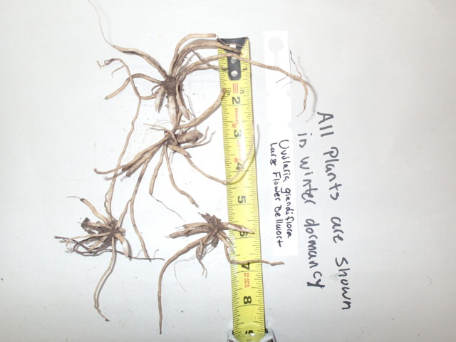 Uvularia grandiflora, Large flower bellwort, Wholesale Native Bare Root Perennial