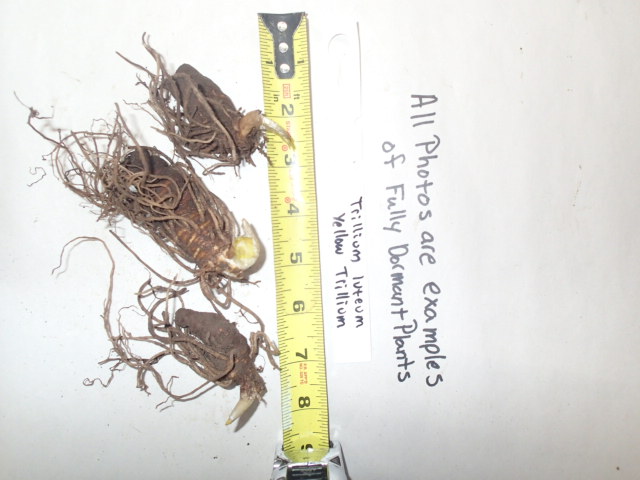 Trillium luteum, Yellow Trillium, Wholesale Native Bare Root Perennial