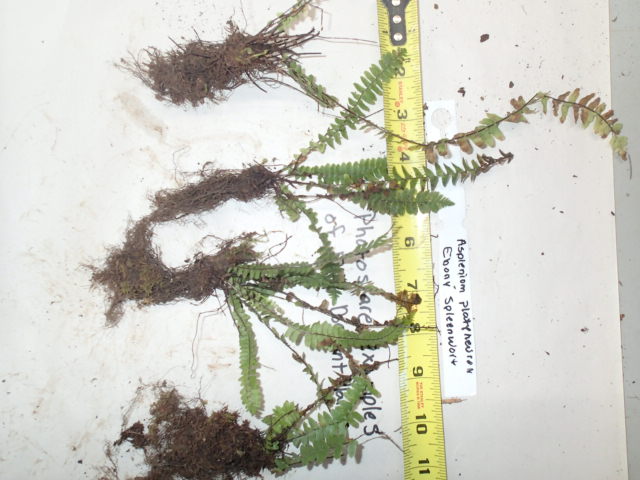 Asplenium platyneuron, Ebony Spleenwort, Wholesale Bare Root Native Woodland Fern
