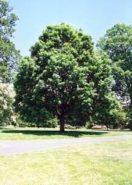 A large tree in the middle of a park.