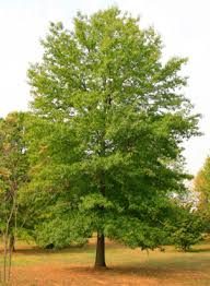 Quercus palustris, Pin Oak Native Oaks Bare Root