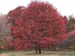 A tree with red leaves in the middle of a field.