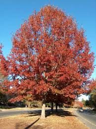Quercus shumardii, Shumard Oak Native Oaks Bare Root