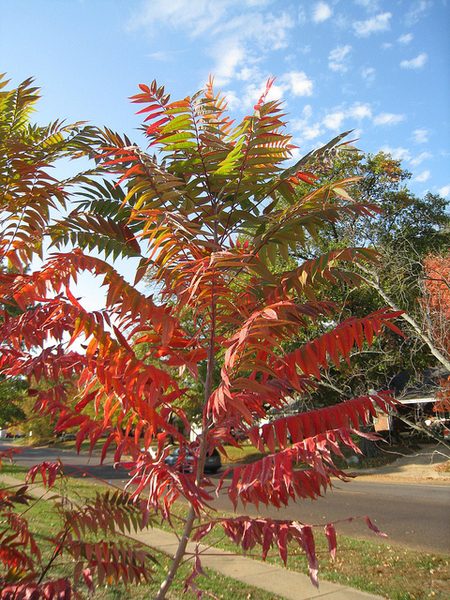 A tree with red leaves in the middle of a park.