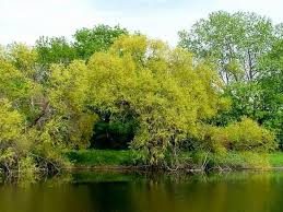 Salix nigra, Black Willow Native Bare Root Trees