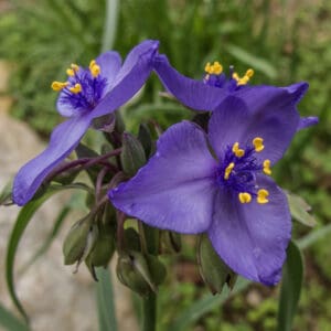 Tradascantia subaspera, Zig Zag Spiderwort, Native Bare Root Perennial