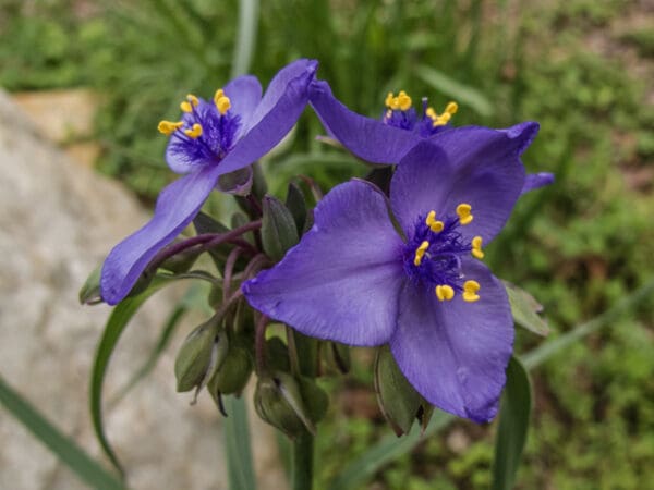 Tradascantia subaspera, Zig Zag Spiderwort, Native Bare Root Perennial