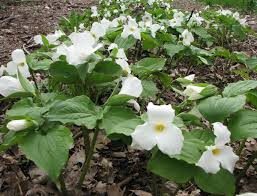 A group of white flowers in the dirt.