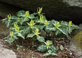 A group of green and yellow plants in the dirt.