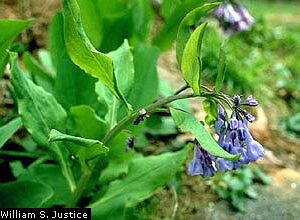 Mertensia virginica, Virginia Bluebells, Wholesale Native Bare Root Perennial