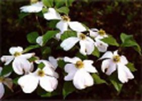 Cornus florida, Flowering White Dogwood Native Bare Root Trees
