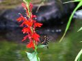 A butterfly is sitting on the flower of a red plant.