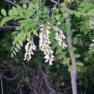 A tree with white flowers hanging from it's branches.