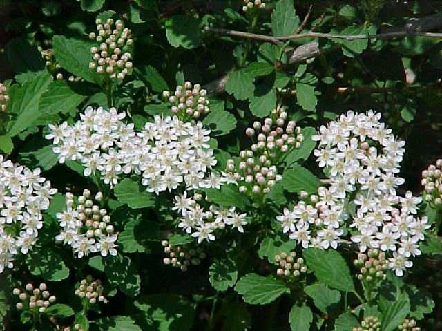 A close up of some white flowers on a bush