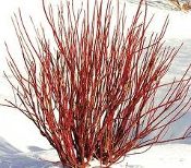 A bush with red stems in the snow.