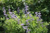 Baptisia australis, False blue indigo, Organically Grown Native Perennial Plugs, Native Wildflowers, Native Pollinator Support Plants