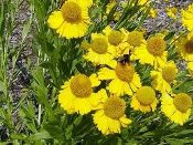 Helenium autumnale, Yellow sneezeweed, Native Perennial Wildflower