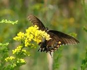 A butterfly is flying over the yellow flowers.