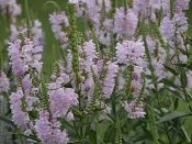 Physostegia virginiana, Obedient plant, Native Perennial Plant Plugs, Native Wildflowers, Native Pollinator Support Plants, Organically Grown