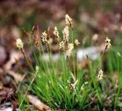 Carex pensylvanica, Pennsylvania sedge, Wholesale Native Bare Root Perennial Grass
