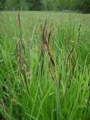 Carex stricta, Tussock Sedge, Native Grasses, Wholesale Perennial Grass Plugs, Wetland Grass