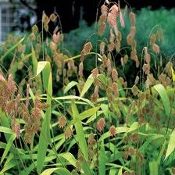 Chasmanthium latifolium, Northern sea oats, Native Grass Plug