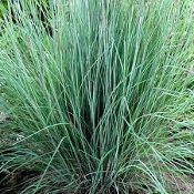 Schizachyrium scoparium, Little bluestem, Native Grasses, Perennial Grass Plugs