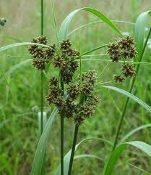 Scirpus atrovirens, black or green bulrush, Native Perennial Grass Plugs, Native Wetland Plant Plugs