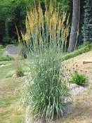 Sorghastrum nutans, Indiangrass, Native Grasses, Perennial Grass Plugs